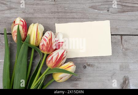 Strauß aus gestreiften Tulpen in Rot, Gelb und weiß und Karte mit Kopierraum Stockfoto