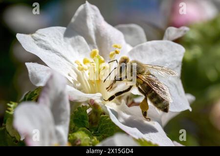 Bienensammelpollen an einer Apfelblüte - Westliche Honigbiene in Deutschland Stockfoto