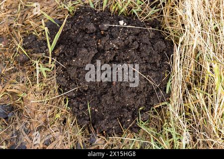 Maulwürfel und trockenes letztes Jahr auf dem Feld in den letzten Wintermonaten, gelbes und trockenes Gras im Winter nach der Schneeschmelze Stockfoto