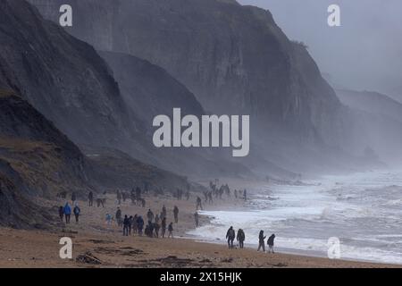 Die Jurassic Coast Fossilienjäger suchen am Strand von Charmouth Dorset im April 2024 Stockfoto