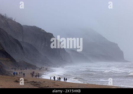 Die Jurassic Coast Fossilienjäger suchen am Strand von Charmouth Dorset im April 2024 Stockfoto