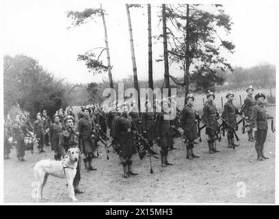 Die Pipe Band of the London Irish Rifles paradiert in der Nähe von Tunbridge Wells mit ihrem Irish Wolfhound Maskottchen unter der Aufsicht des Eastern Command der British Army. Stockfoto