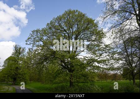 Hype Park, London, Großbritannien. April 2024. Bäume im Hype Park in London, Großbritannien. Quelle: Siehe Li/Picture Capital/Alamy Live News Stockfoto