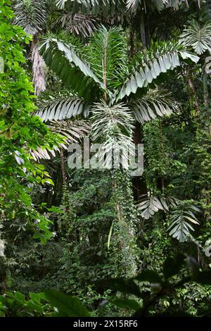 Walking Palm, Socratea exorrhiza, Socratea, Arecaceae. Puentes Colgantes in der Nähe des Vulkans Arenal, Costa Rica. Männliche und weibliche Blumen/Früchte. Stockfoto