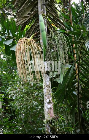 Walking Palm, Socratea exorrhiza, Socratea, Arecaceae. Puentes Colgantes in der Nähe des Vulkans Arenal, Costa Rica. Männliche und weibliche Blumen/Früchte. Stockfoto