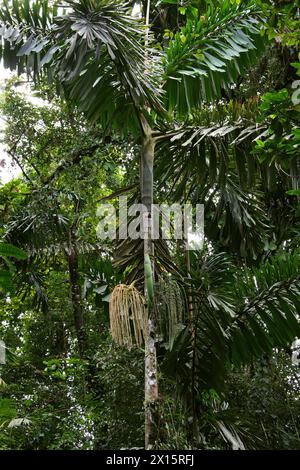 Walking Palm, Socratea exorrhiza, Socratea, Arecaceae. Puentes Colgantes in der Nähe des Vulkans Arenal, Costa Rica. Männliche und weibliche Blumen/Früchte. Stockfoto