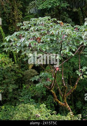 Trompetenbaum, Trompetenbaum, Schlangenbaum, Schlangenbaum, mexikanischer Bohnenbaum, Cecropia, Pop-A-Gun, Cecropia peltata, Urticaceae. Arenal Hängebrücken. Stockfoto