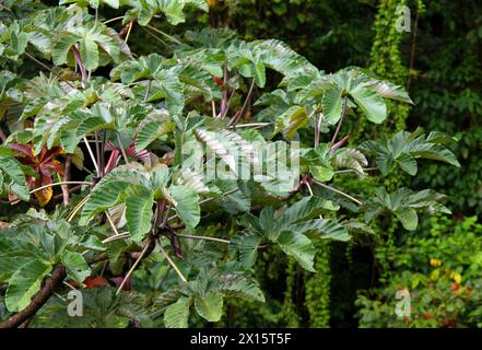 Trompetenbaum, Trompetenbaum, Schlangenbaum, Schlangenbaum, mexikanischer Bohnenbaum, Cecropia, Pop-A-Gun, Cecropia peltata, Urticaceae. Arenal Hängebrücken. Stockfoto