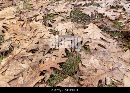 Gefallenes Eichenlaub in der Wintersaison, getrocknetes dunkles Eichenlaub nach dem Winter Stockfoto