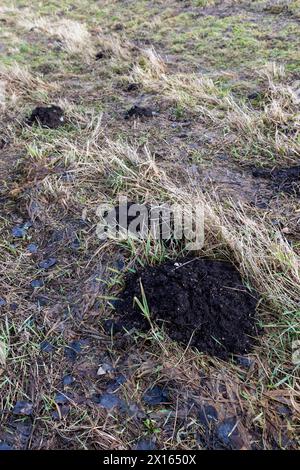 Maulwürfel und trockenes letztes Jahr auf dem Feld in den letzten Wintermonaten, gelbes und trockenes Gras im Winter nach der Schneeschmelze Stockfoto