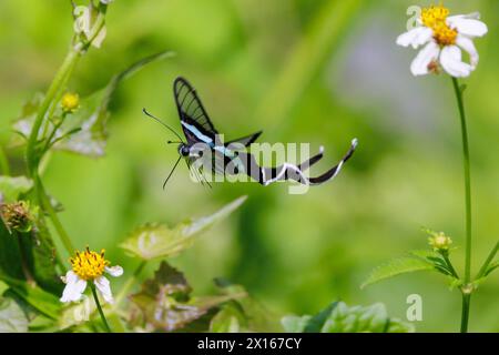 Der anmutige Grüne Libellenschwanzfalter Lamproptera meges fliegt auf einer Wiese und sammelt Pollen auf wildem Gänseblümchen, Thailand. Stockfoto