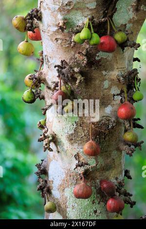 Ein Ficus-Baum racemosa mit vielen grünen und roten Früchten, die darauf wachsen. Die Früchte sind zusammengebündelt. Nord-Thailand. Stockfoto