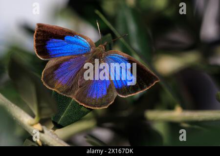 Die Japanische Eiche (arhopala japonica) ist eine in Japan endemische Art. Stockfoto