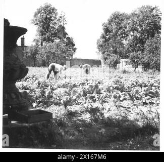 SOLDIER GARDENERS - der ummauerte Garten, der seit sieben Jahren nicht bewirtschaftet wurde, bringt gute Ernten der British Army hervor Stockfoto