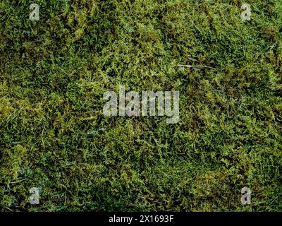 Grüner Moos-Texturhintergrund. Blick von oben auf natürliches grünes Moos. Kann als Waldhintergrund für kosmetische Motive verwendet werden. Kopierbereich für Text oder Design. Studio-Aufnahme Stockfoto
