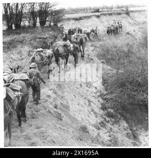 EINE INDISCHE BERGEINHEIT IM TRAINING - das Packpferd, mit voller Last, durchquert das raue Land der britischen Armee Stockfoto