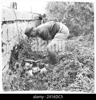 ITALIEN : ACHTE ARMEE FRONTBRIDGE GEBÄUDE - LIEUT. Harris von Bexhill drückt auf den Kolben der britischen Sprengmaschine Stockfoto