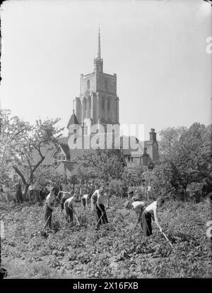 BILDUNG UND LANDWIRTSCHAFT AN DER ASHWELL MERCHANT TAYLORS SCHOOL in DER NÄHE VON BALDOCK, HERTFORDSHIRE, ENGLAND, 1942 – die Jungen der Ashwell Merchant Taylors School hacken ihre Kartoffelernte auf dem Schulgelände. Der Originalüberschrift zufolge wog die Ernte des Vorjahres 4 1/5 Tonnen. Im Hintergrund hüten Mädchen der Schule im Schatten der Bäume vor der Sonne, und der Turm, die Laterne und die Spitze der Pfarrkirche St. Maria der Jungfrau aus dem 14. Jahrhundert sind ebenfalls zu sehen Stockfoto