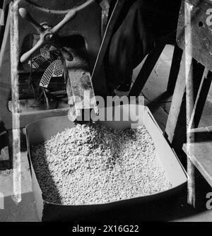 LETTER TO BULLET: AUS ALTPAPIER GEPRESSTE PATRONEN, ENGLAND, 1942 - Eine Nahaufnahme der Pappscheiben, die von der Stanzmaschine in einen großen Behälter kommen Stockfoto