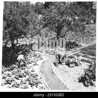 SOLDIER GARDENERS - der ummauerte Garten, der seit sieben Jahren nicht bewirtschaftet wurde, bringt gute Ernten der British Army hervor Stockfoto