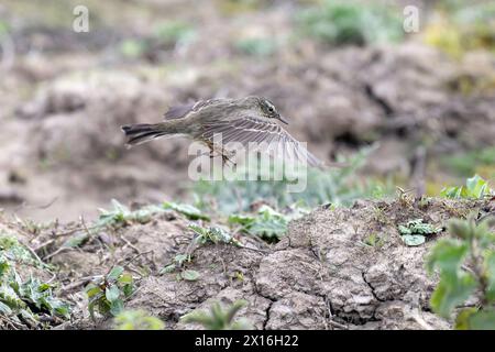 Rock Pipit besucht Mudbank nach einem Bad Stockfoto