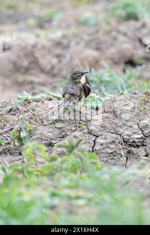 Rock Pipit besucht Mudbank nach einem Bad Stockfoto