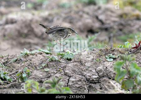 Rock Pipit besucht Mudbank nach einem Bad Stockfoto