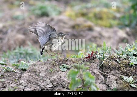 Rock Pipit besucht Mudbank nach einem Bad Stockfoto