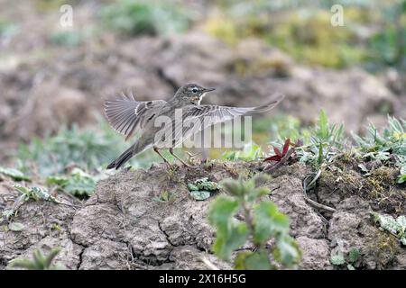 Rock Pipit besucht Mudbank nach einem Bad Stockfoto