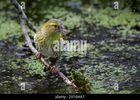 Siskin (Carduelis spinus) im RSPB Loch Leven, Schottland, Großbritannien. Stockfoto