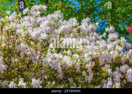 Weiße Azaleen im Mercer Arboretum und Botanical Gardens im Frühling, Texas. Stockfoto