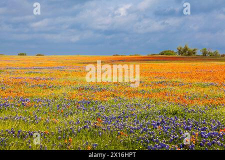 Texas Bluebonnets und Indian Paintbrush Wildblumen in der Nähe von Whitehall, Texas. Stockfoto