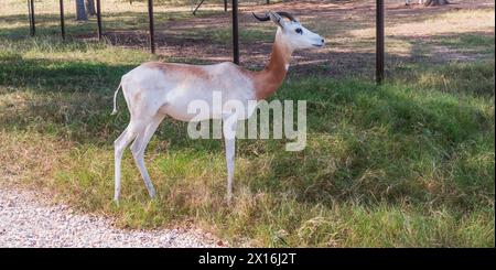 Dama Gazelle auf Natural Bridge Wildlife Ranch. Stockfoto