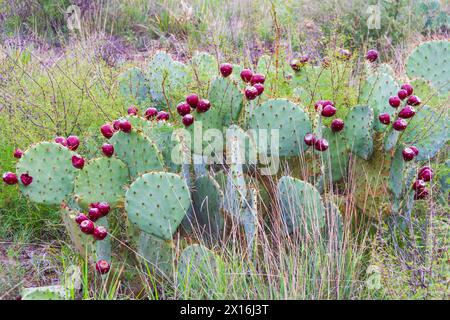 Engelmann Feigenkaktus im Chisos Basin Gebiet des Big Bend National Park. Stockfoto