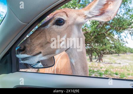 Fütterung von Kudu am Autofenster auf der Natural Bridge Wildlife Ranch in Texas. Stockfoto