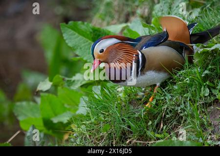 Mandarin Duck (Aix galericulata), Perth, Tayside, Perthshire, Schottland, UK. Stockfoto