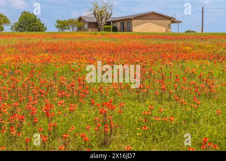 Bereich der Indian Paintbrush und anderen Wildblumen am alten Baylor College Park in Unabhängigkeit, Texas. Stockfoto