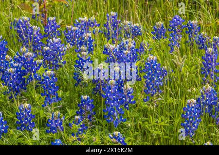 Feld der Bluebonnets in der Nähe von Brenham, Texas. Stockfoto