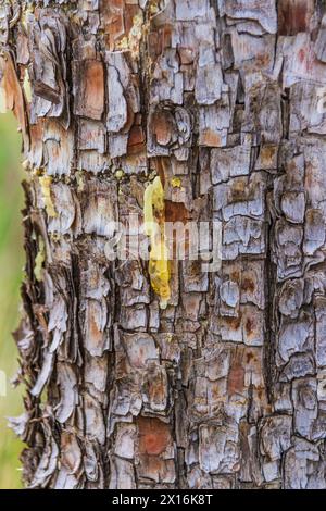 Baumrinde mit sap aus der Action von Sapsucker Woodpecker - im Big Bend National Park. Stockfoto