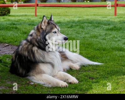 Alert Sable Woolly beschichteter sibirischer Husky-Hund, der im Gras liegt, mit rotem geteiltem Geländerzaun im Hintergrund. Stockfoto