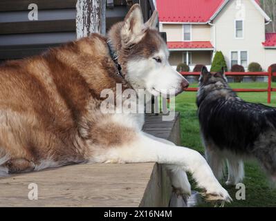 Zwei Husky-Hunde: Roter sibirischer Husky-Hund, der auf der Veranda ruht. Warnen Sie Sable Woolly beschichtete sibirische Husky mit Blick auf das Bauernhaus im Hintergrund. Stockfoto