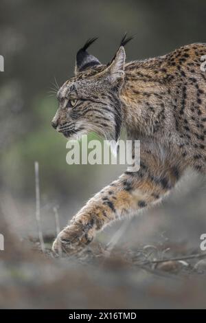 Iberian Lynx, (Lynx pardinus), Castille, Spanien Stockfoto