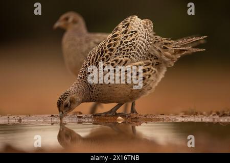 Fasan trinken (Phasianus colchicus), Spanien Stockfoto