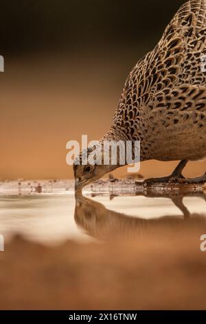 Fasan trinken (Phasianus colchicus), Spanien Stockfoto