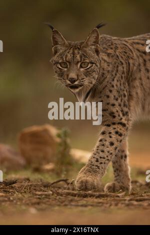 Iberian Lynx, (Lynx pardinus), Castille, Spanien Stockfoto