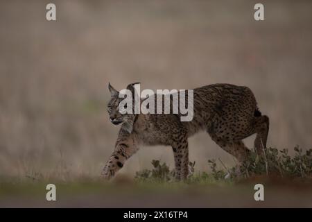 Iberian Lynx, (Lynx pardinus), Castille, Spanien Stockfoto