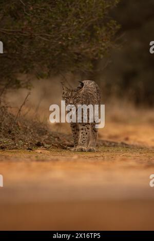 Iberian Lynx, (Lynx pardinus), Castille, Spanien Stockfoto