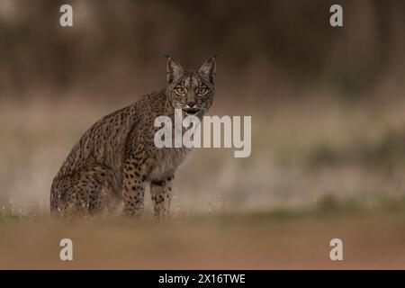 Iberian Lynx, (Lynx pardinus), Castille, Spanien Stockfoto