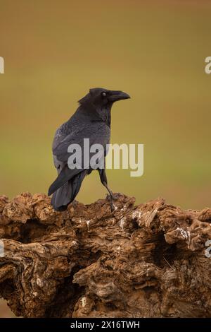 Crow (Corvus corax), Castilla la Mancha, Spanien, Stockfoto