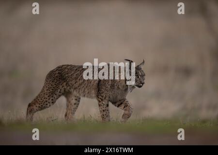 Iberian Lynx, (Lynx pardinus), Castille, Spanien Stockfoto